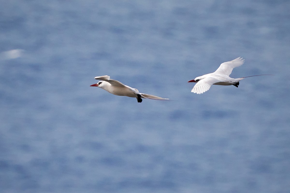 紅尾熱帶鳥 - ML646373059