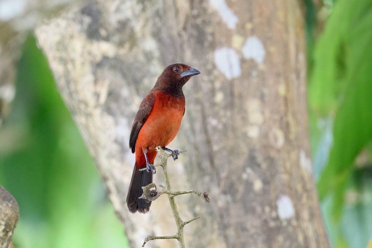Crimson-backed Tanager - ML646373060