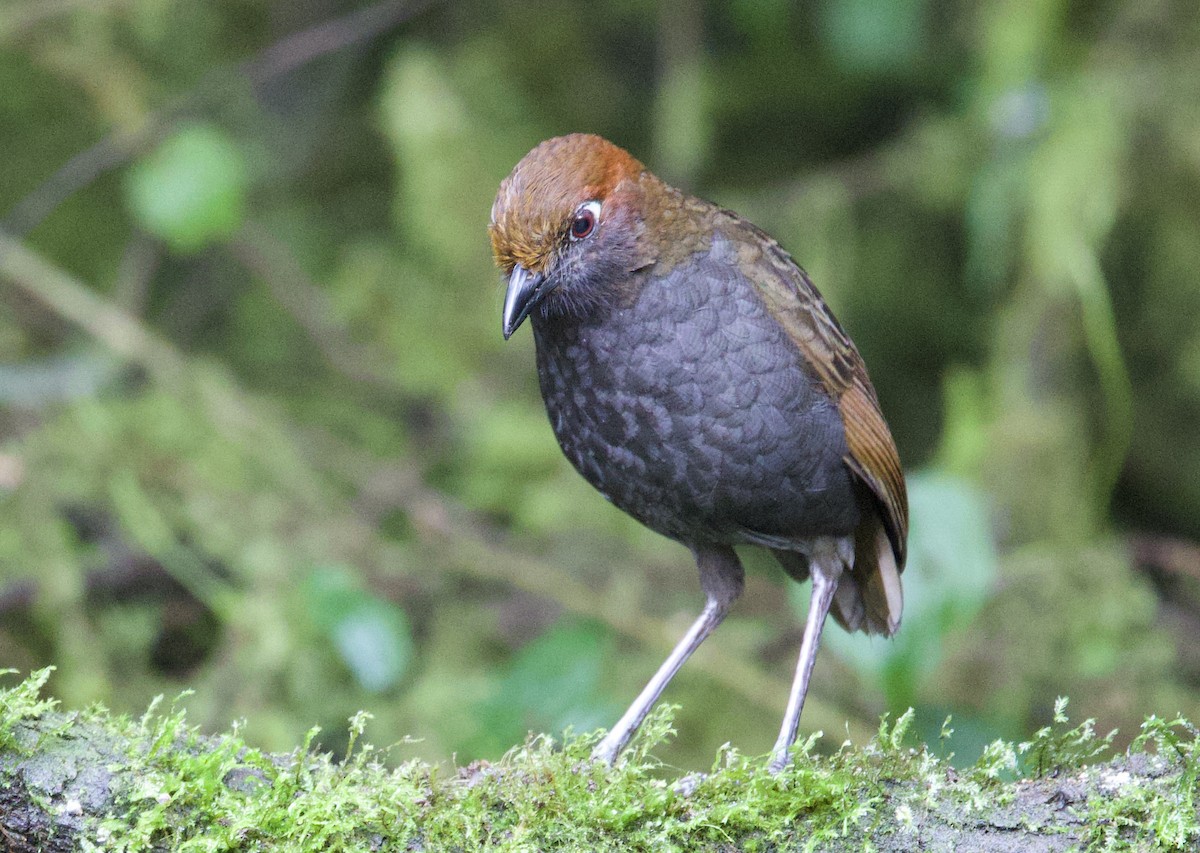 Chestnut-naped Antpitta - ML646373061