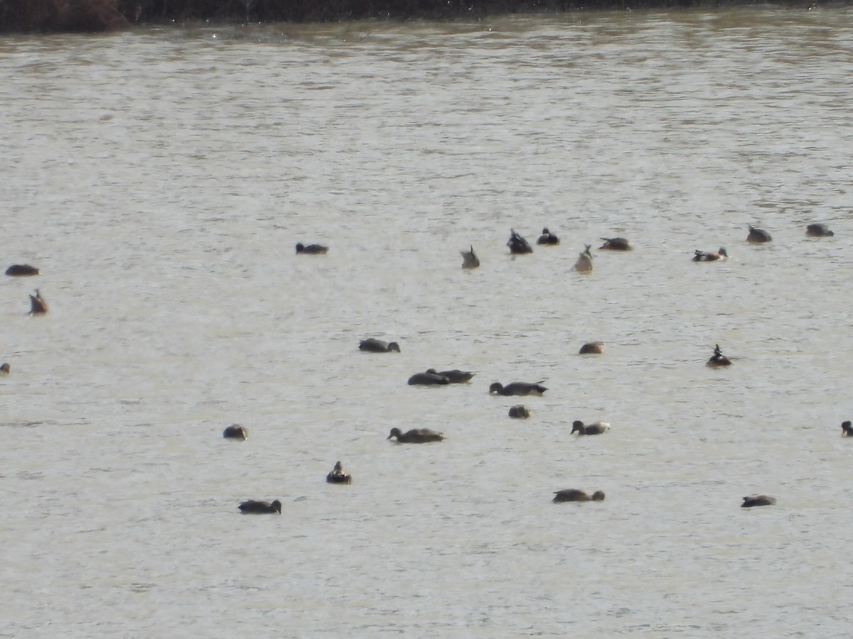 オカヨシガモ - ML646373062