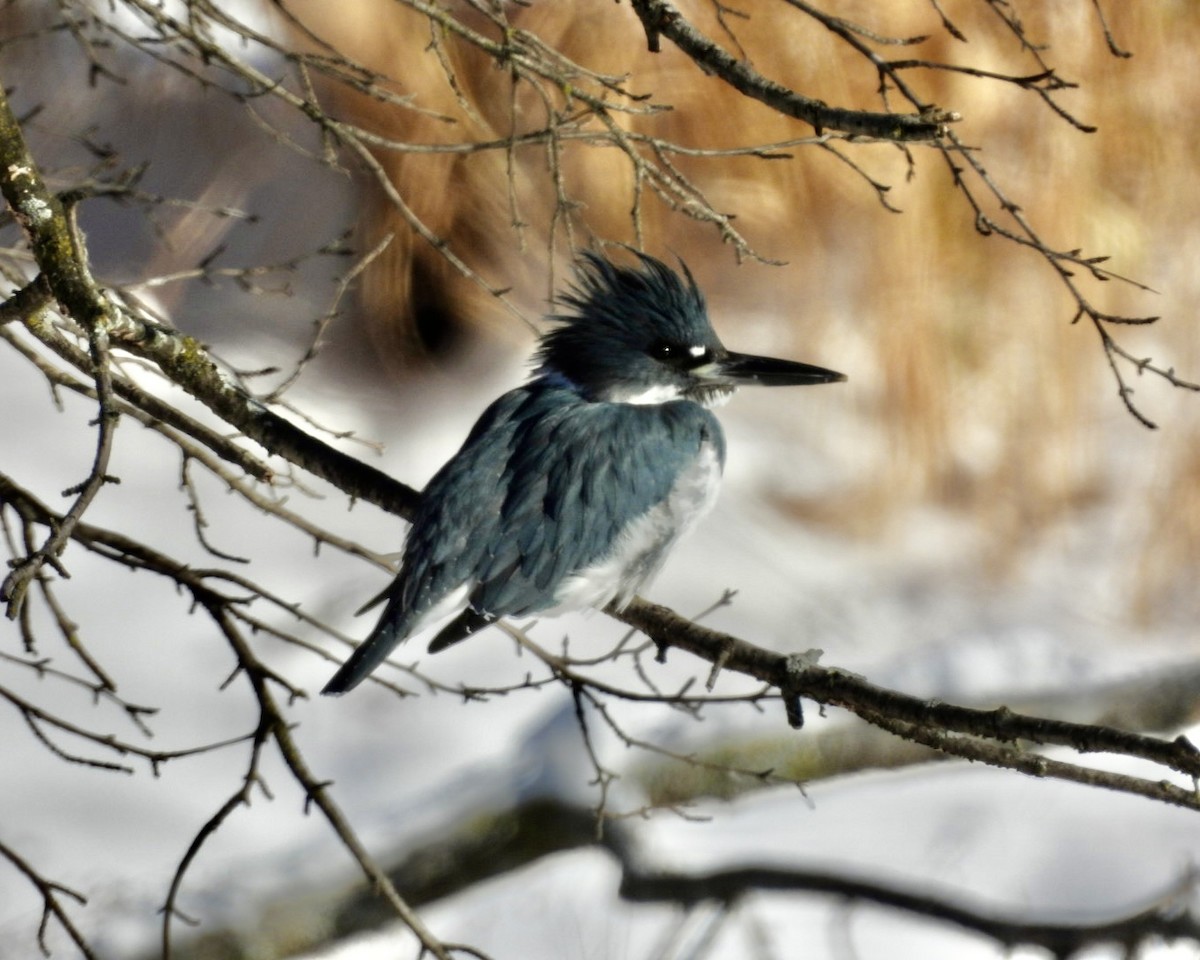 Martín Gigante Norteamericano - ML646373064