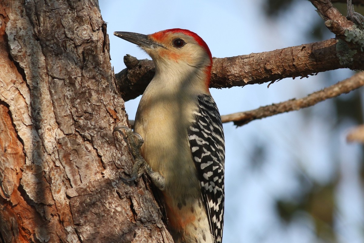 Red-bellied Woodpecker - ML646373068