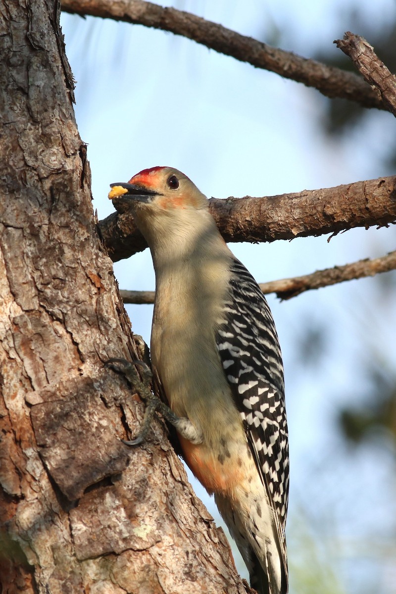 Red-bellied Woodpecker - ML646373069