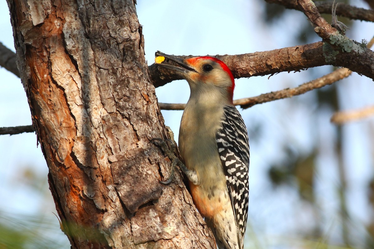 Red-bellied Woodpecker - ML646373070