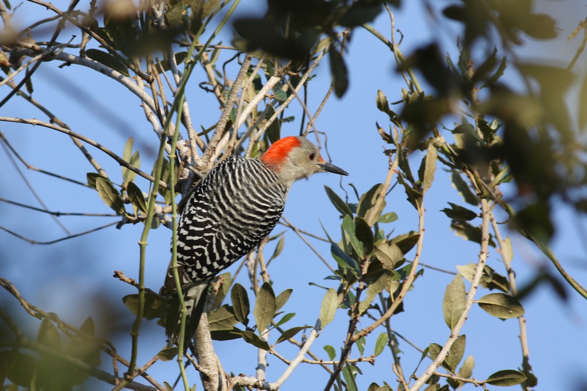 Red-bellied Woodpecker - ML646373071