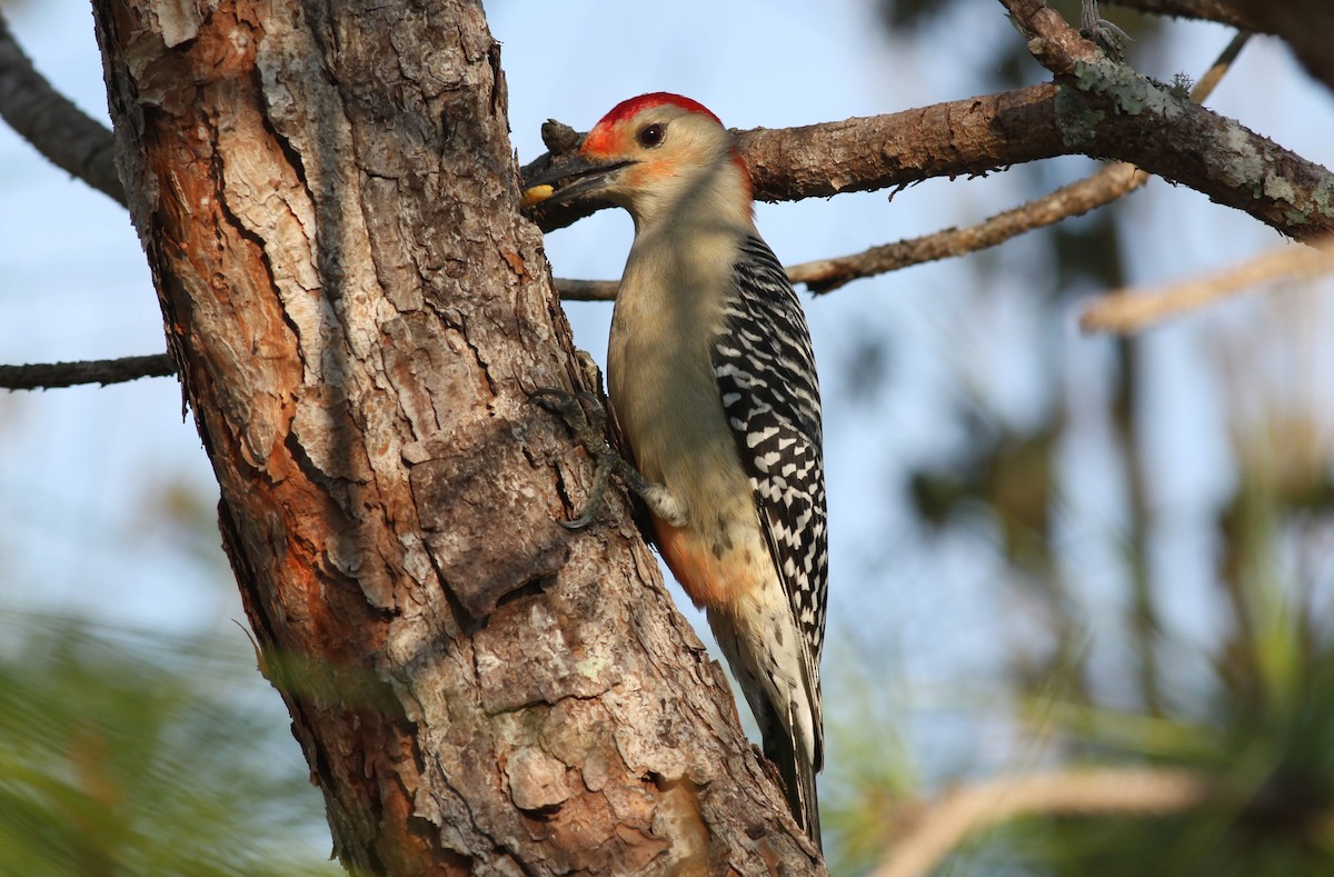 Red-bellied Woodpecker - ML646373072