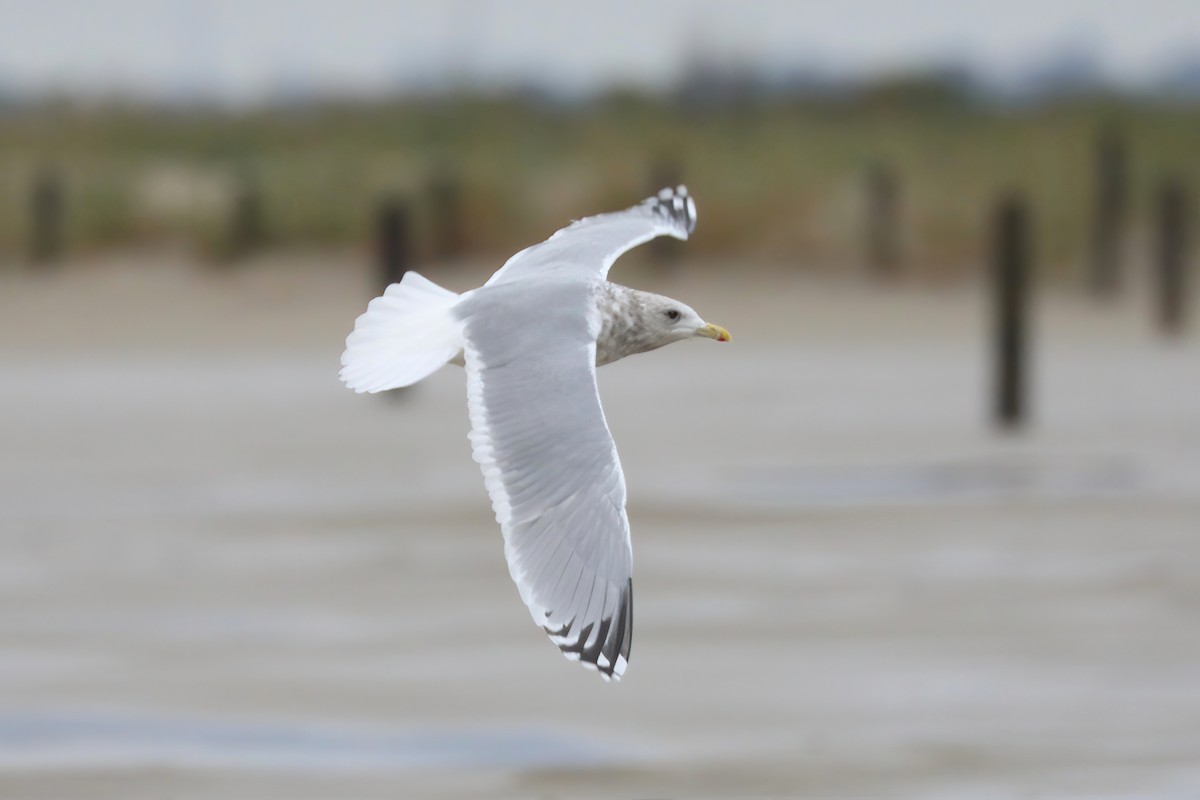 racek polární (ssp. thayeri) - ML646373073