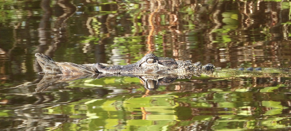 Reptiles - ML646373074