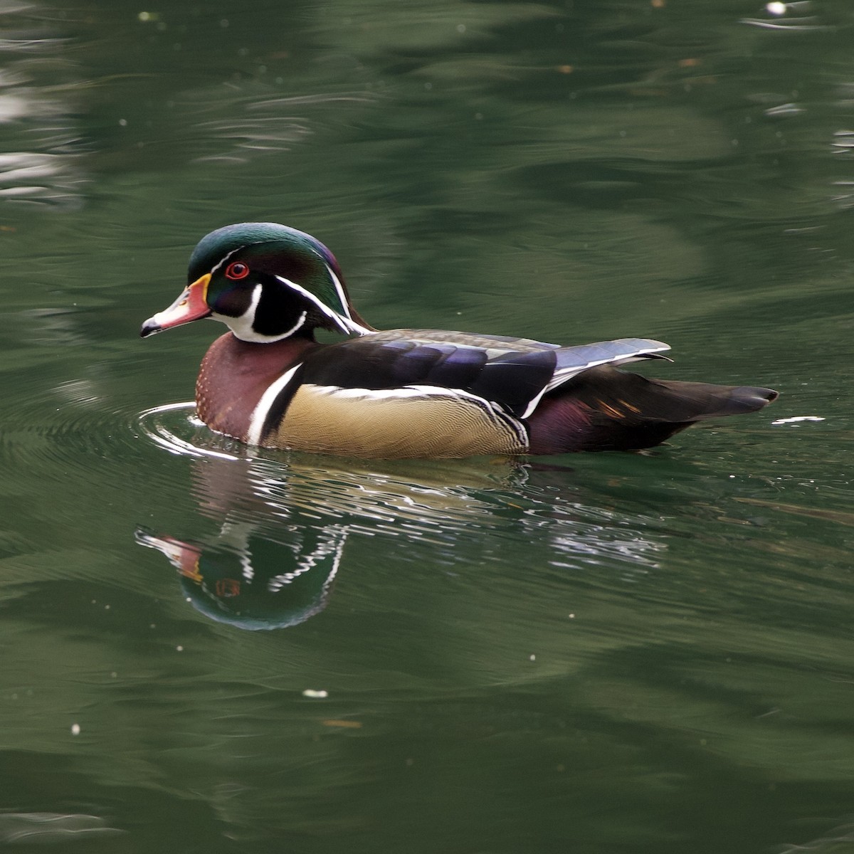 kachnička karolínská - ML646373075