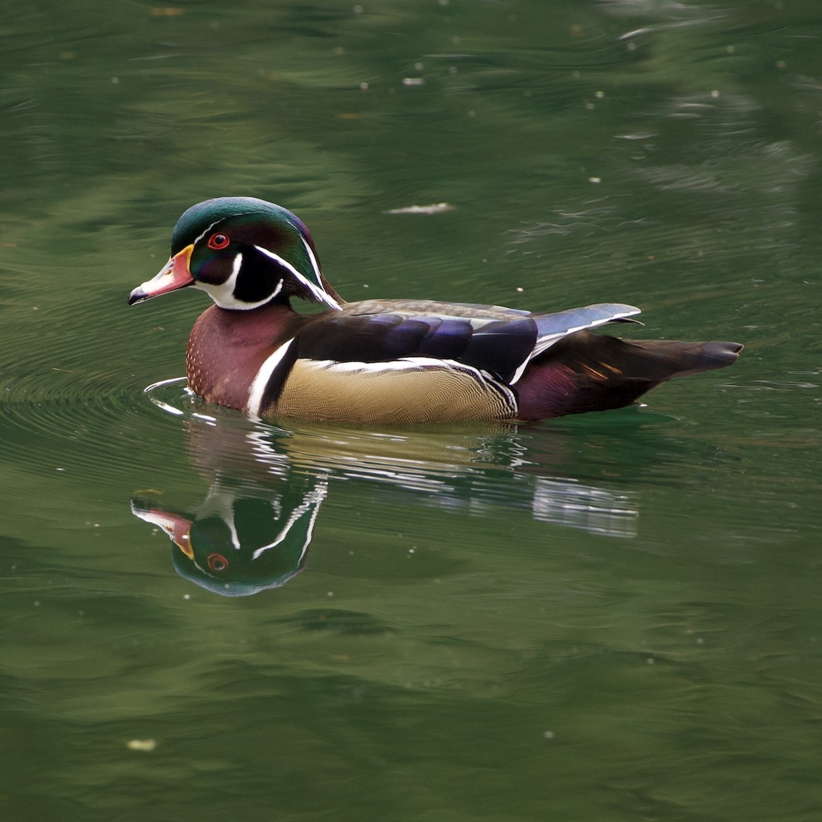 kachnička karolínská - ML646373076