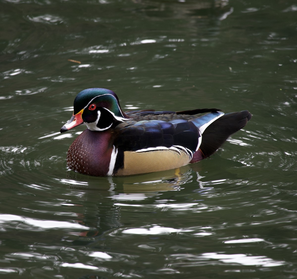 kachnička karolínská - ML646373078