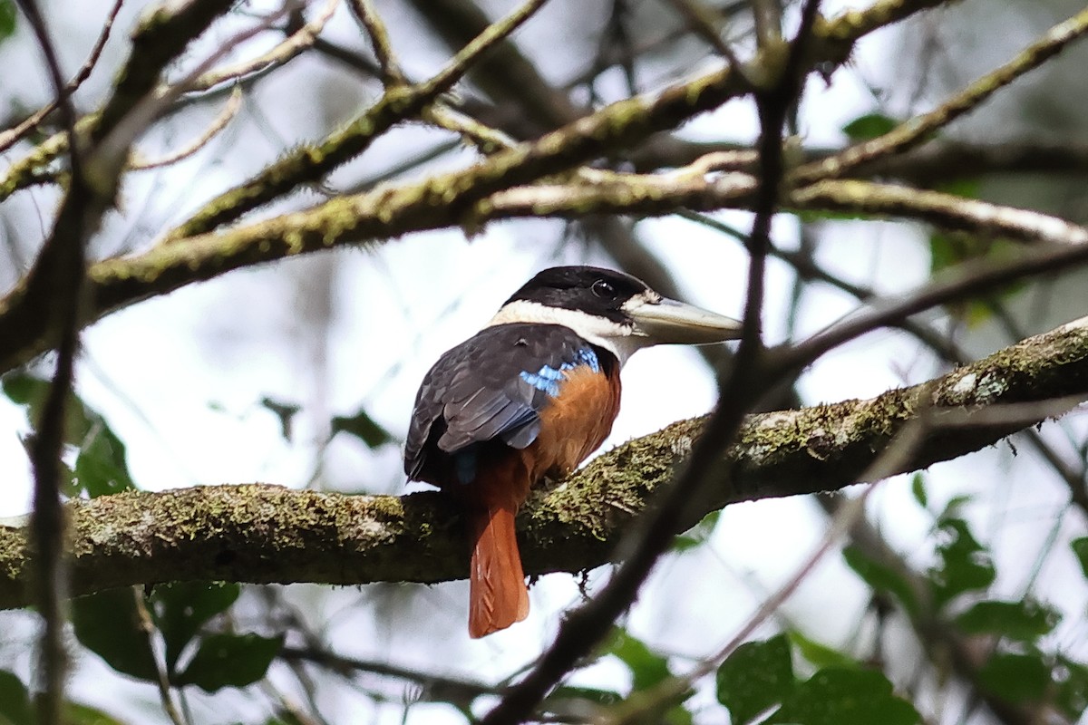 Rufous-bellied Kookaburra - ML646373082