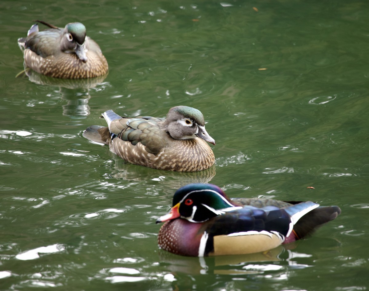 kachnička karolínská - ML646373083