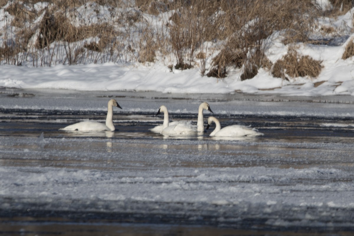 Гунгар хун - ML646373084