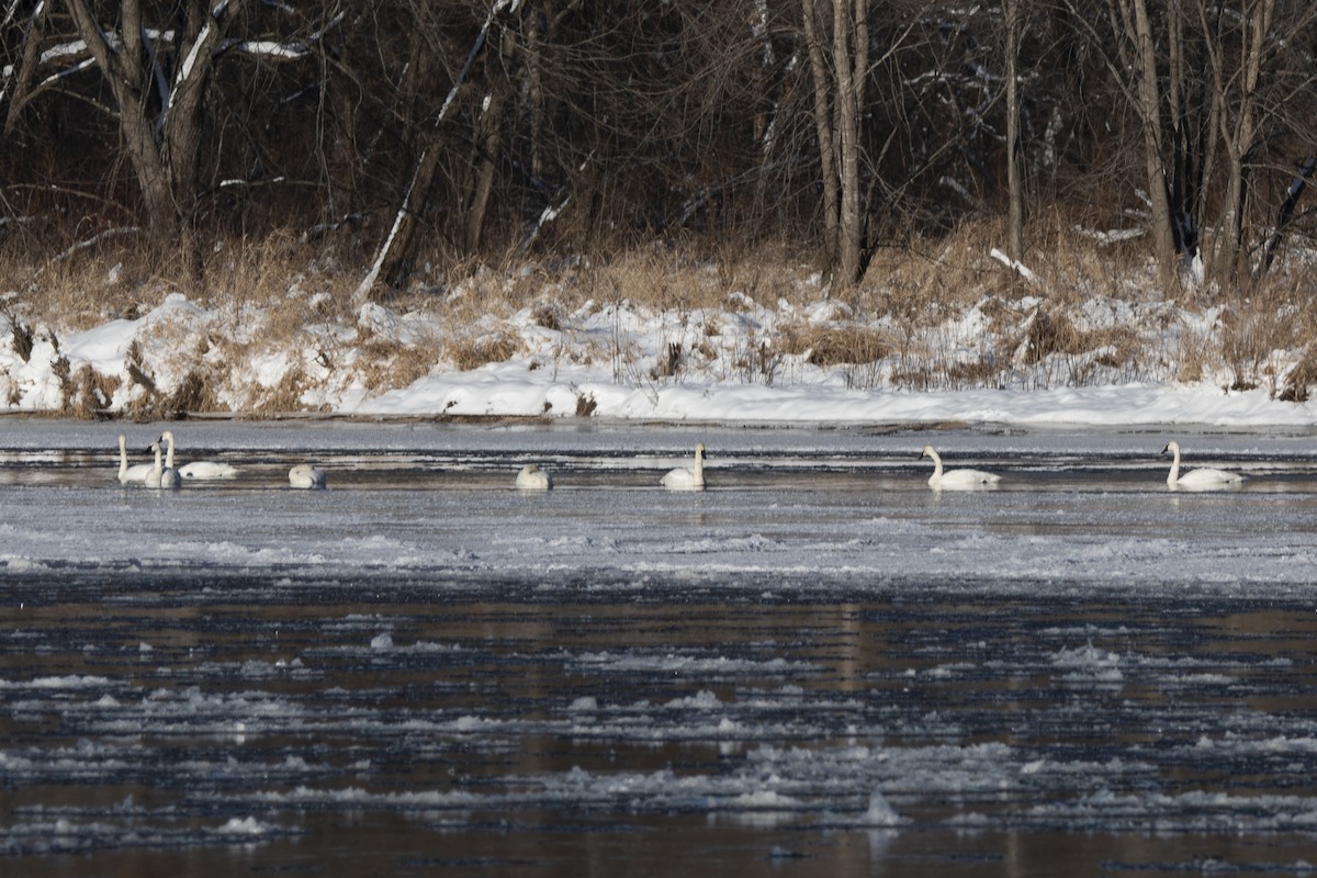 Гунгар хун - ML646373085