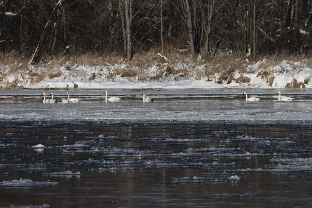 Гунгар хун - ML646373086