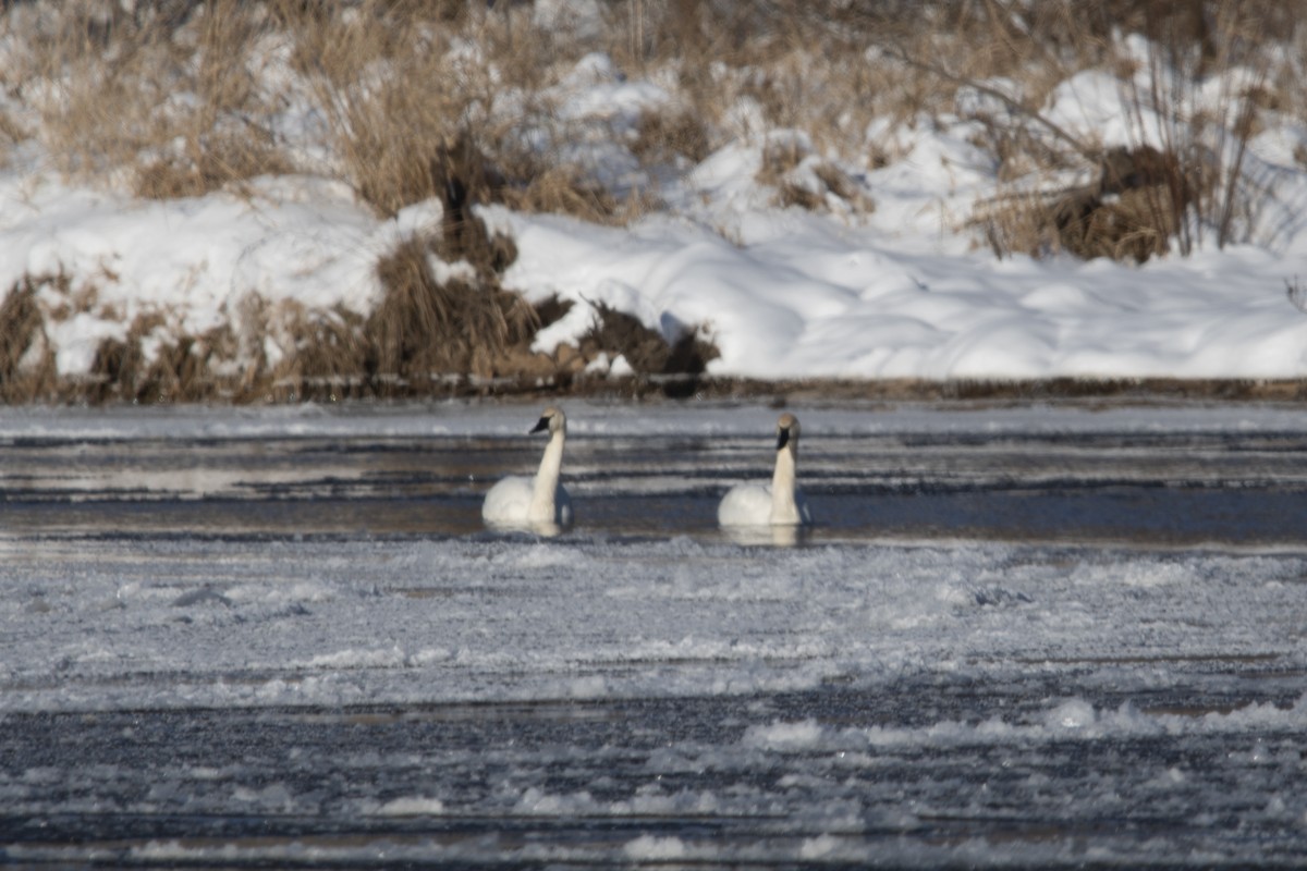 Гунгар хун - ML646373087