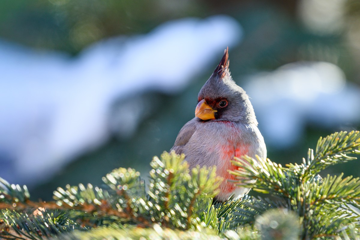 Pyrrhuloxia - ML646373090