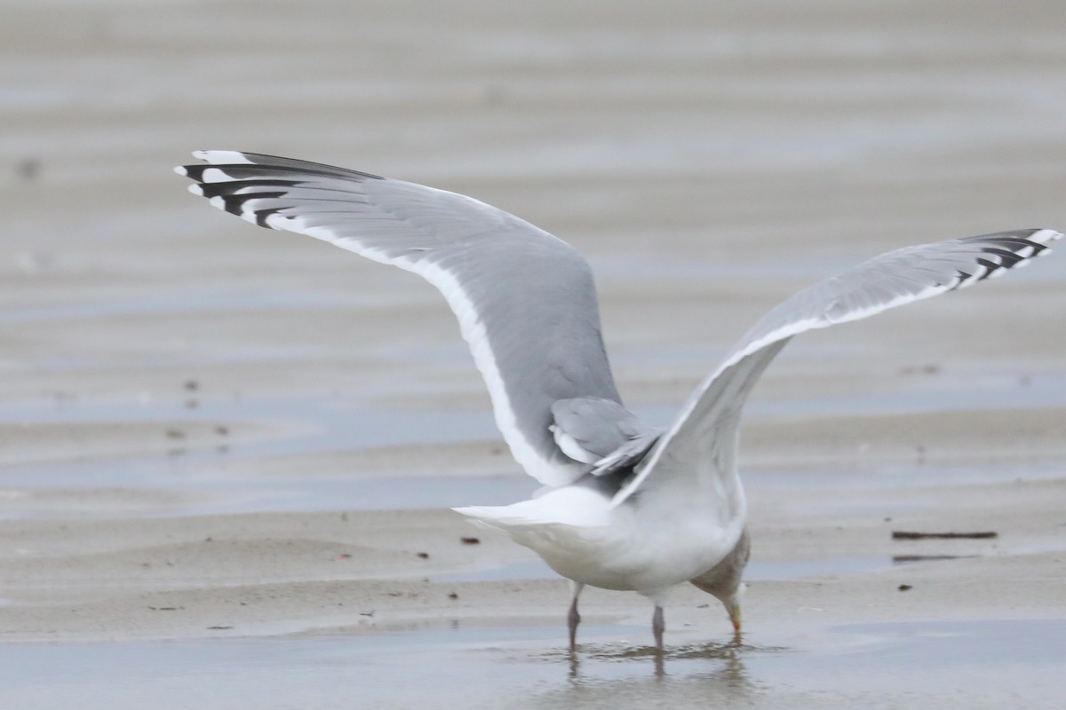 racek polární (ssp. thayeri) - ML646373092