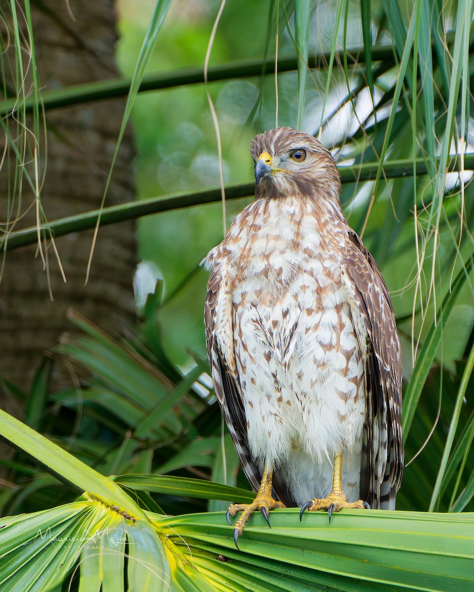 slípka americká - ML646373094