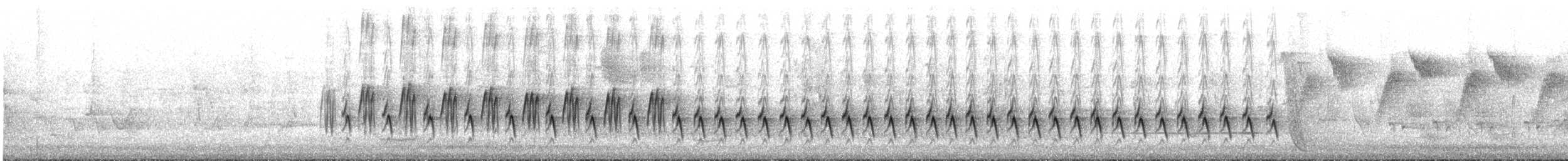 White-winged Triller - ML646373101