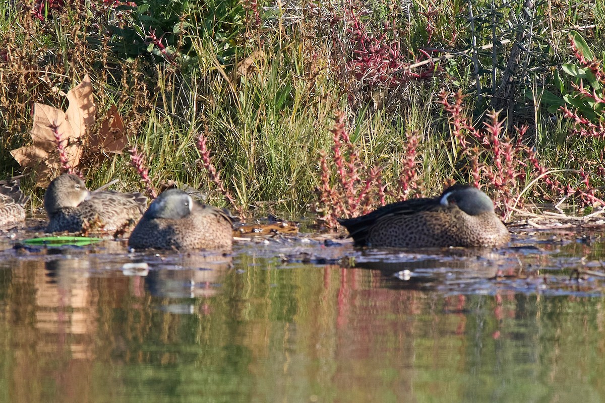 Blue-winged Teal - ML646373102