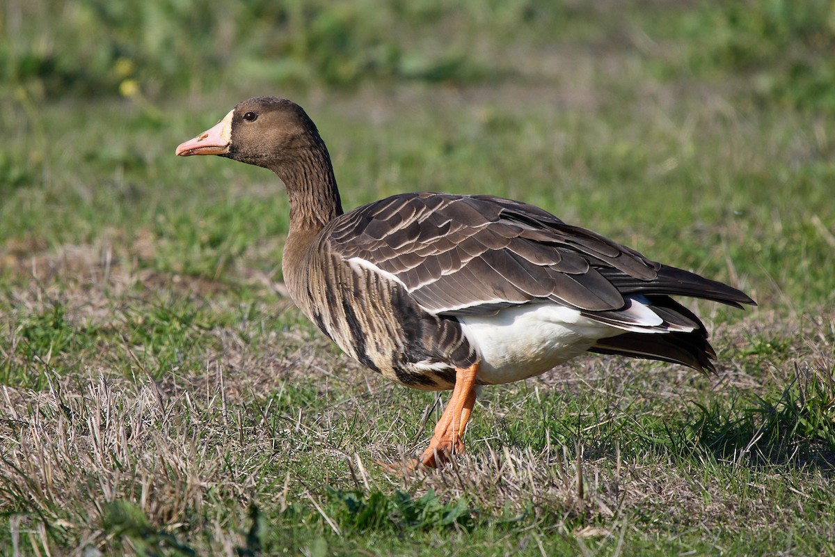 Greater White-fronted Goose - ML646373103