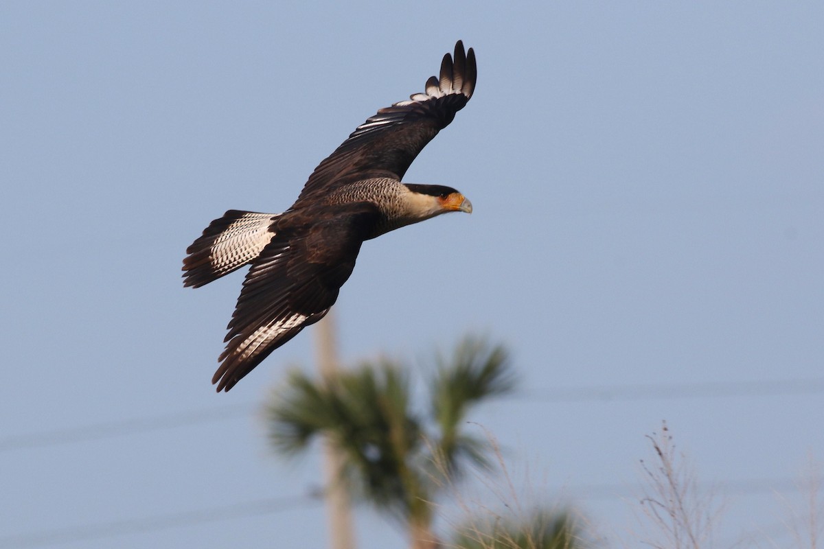 Crested Caracara - ML646373105