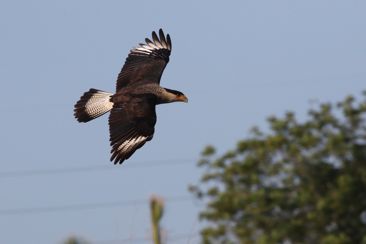 Crested Caracara - ML646373106