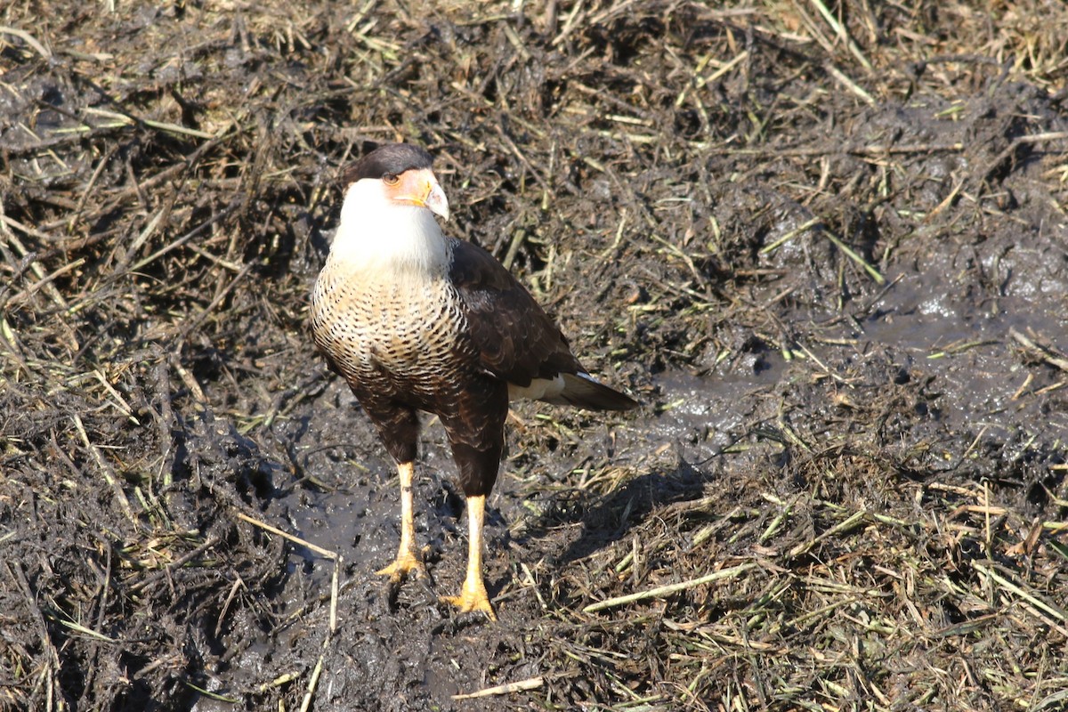 Crested Caracara - ML646373107