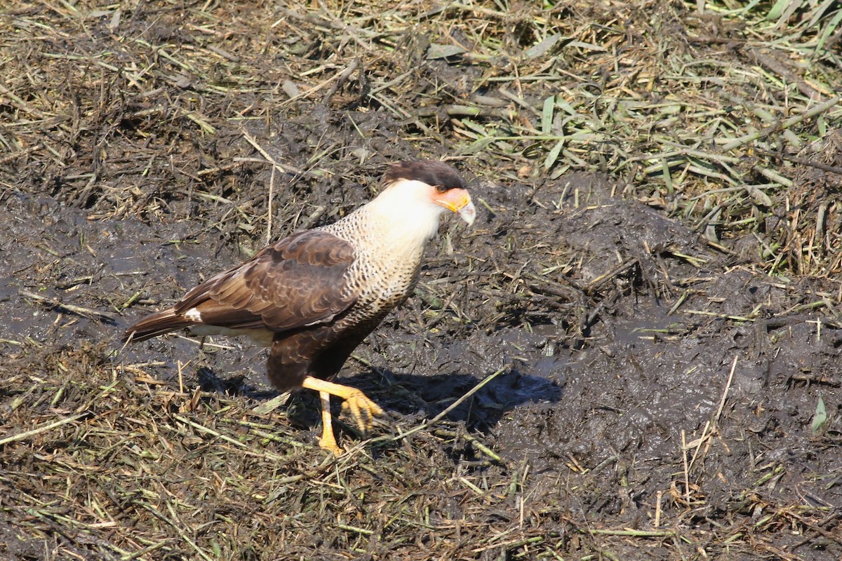 Crested Caracara - ML646373108