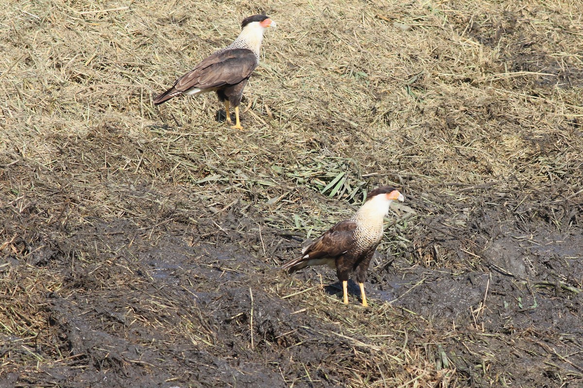 Crested Caracara - ML646373109