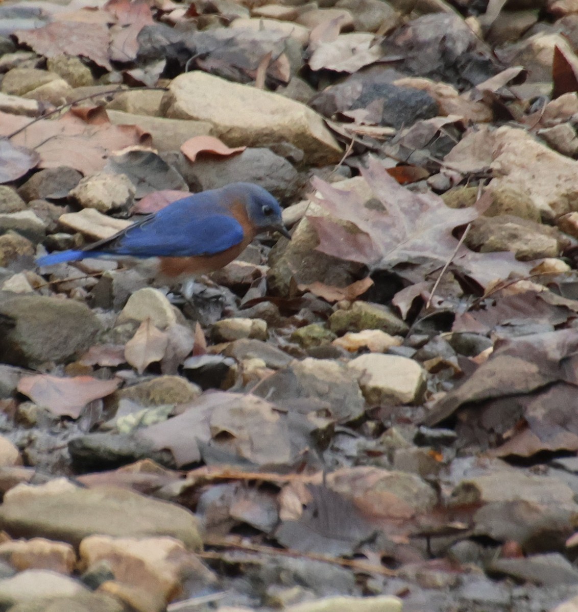 Eastern Bluebird - ML646373110