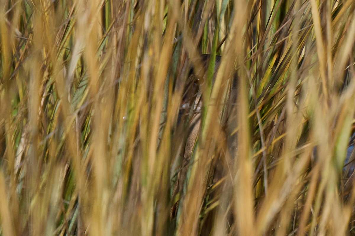 Ridgway's Rail - ML646373111