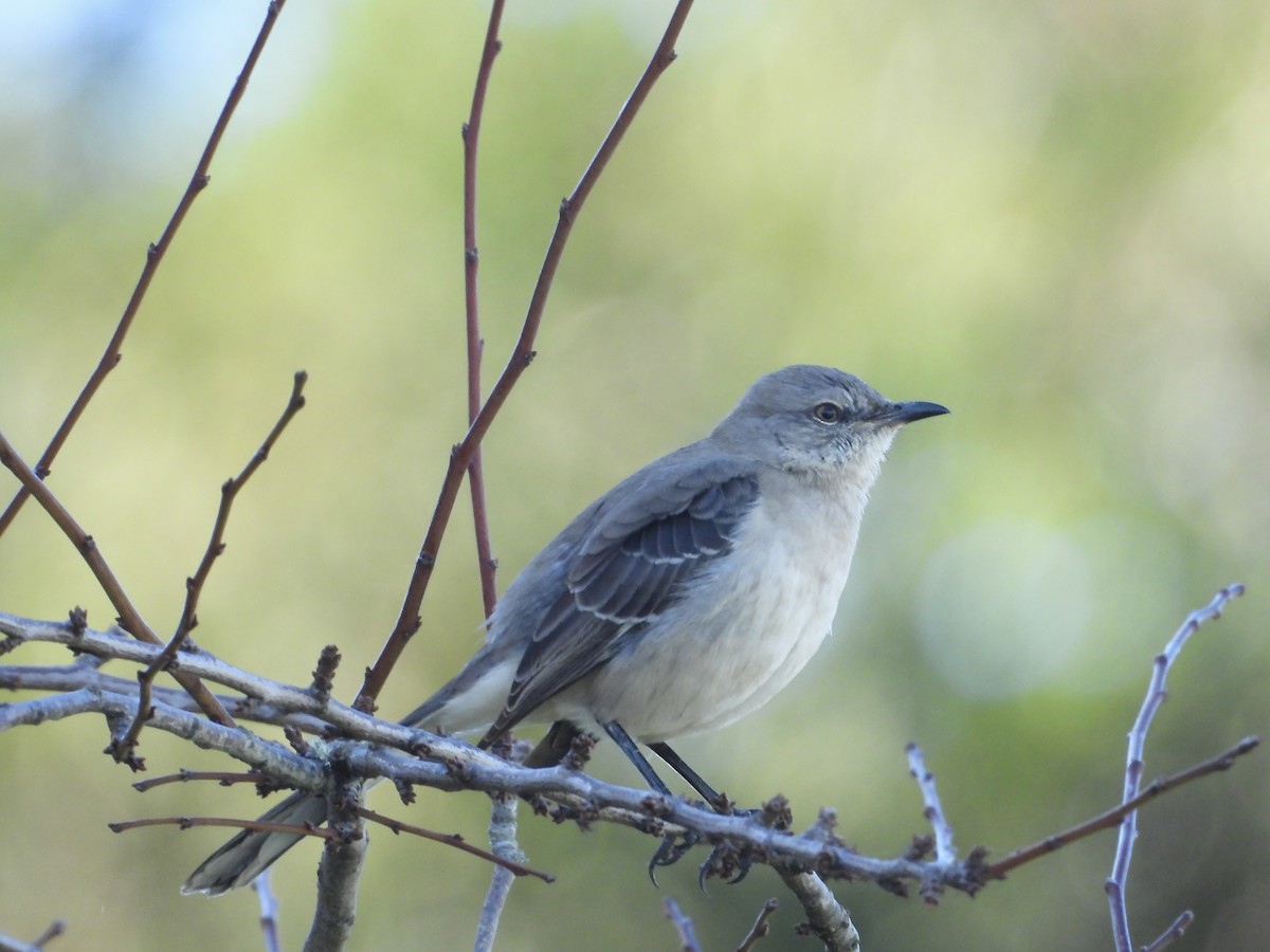 Northern Mockingbird - ML646373112