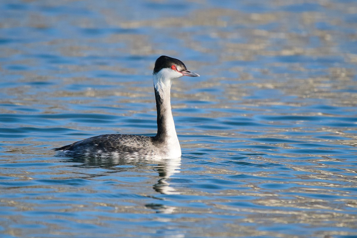 Horned Grebe - ML646373116