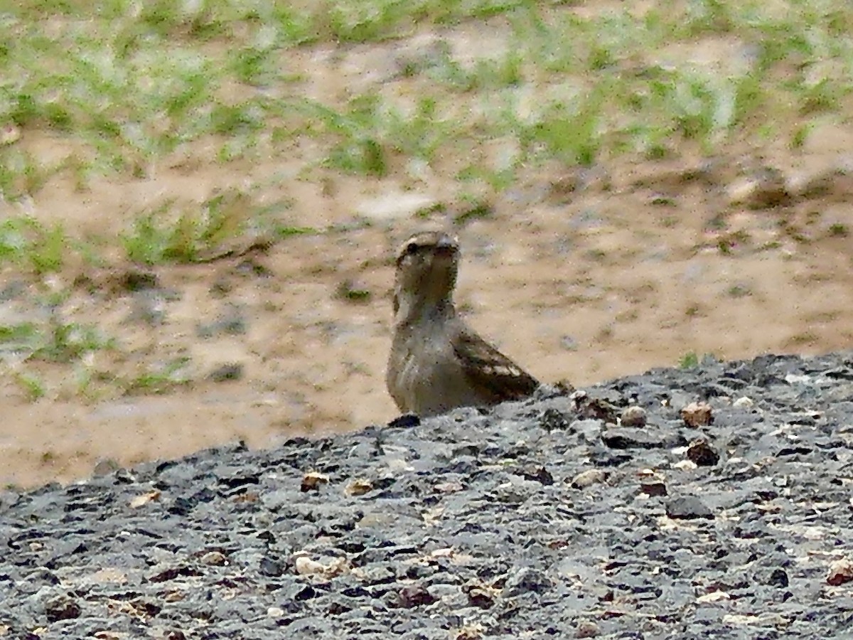 Yellow-throated Bush Sparrow - ML646373117
