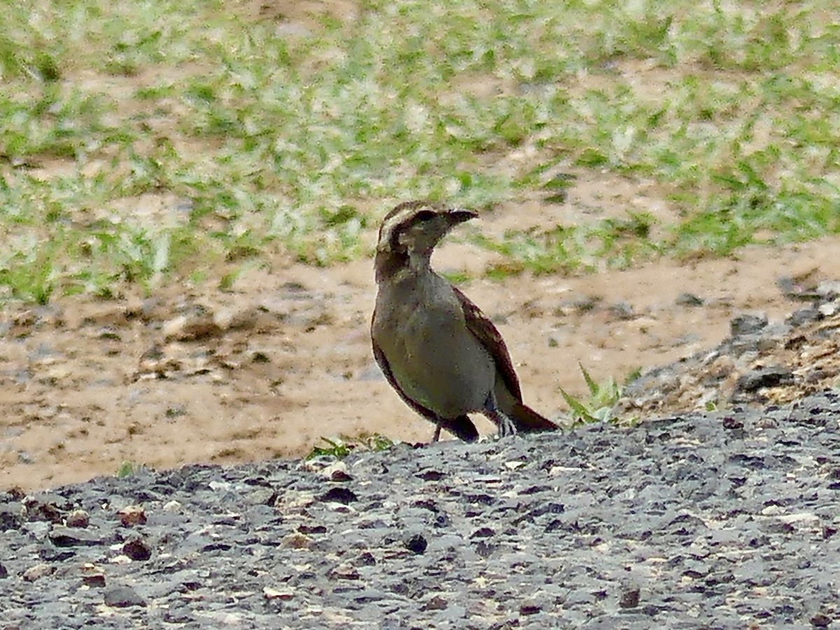 Yellow-throated Bush Sparrow - ML646373118