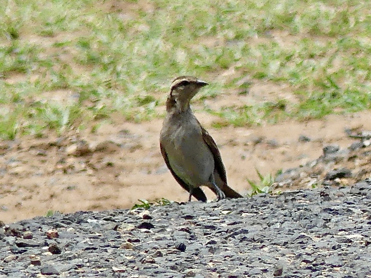Yellow-throated Bush Sparrow - ML646373119
