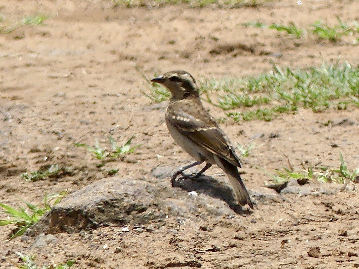 Yellow-throated Bush Sparrow - ML646373121