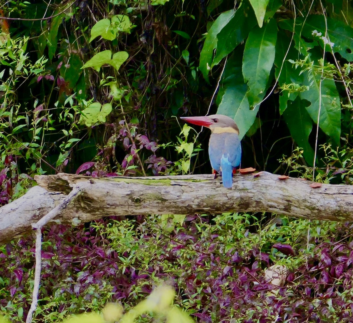 Stork-billed Kingfisher - ML646373122