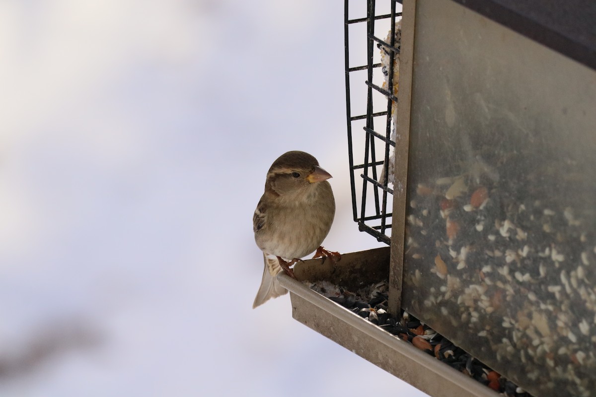House Sparrow - ML646373123