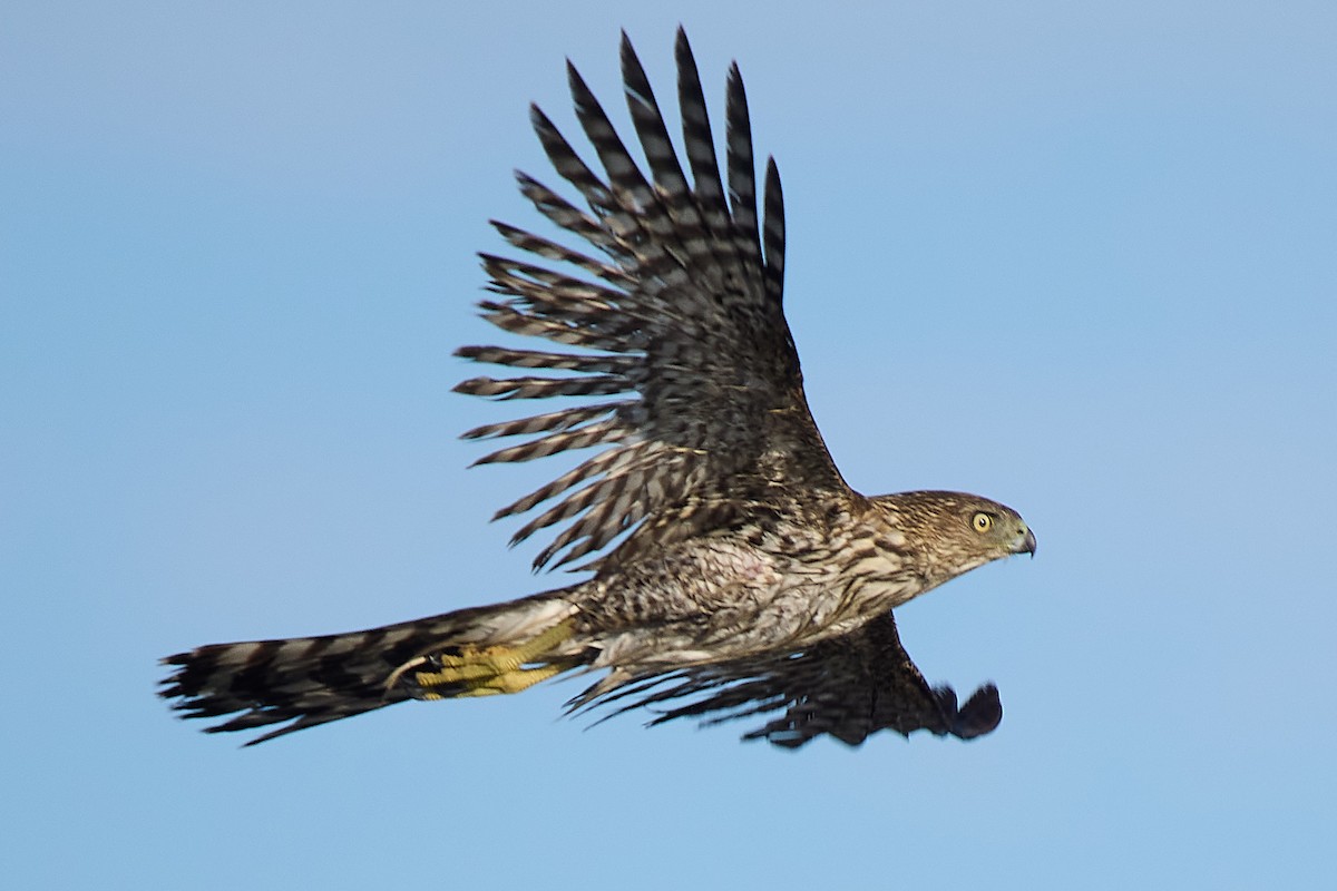 Cooper's Hawk - ML646373124