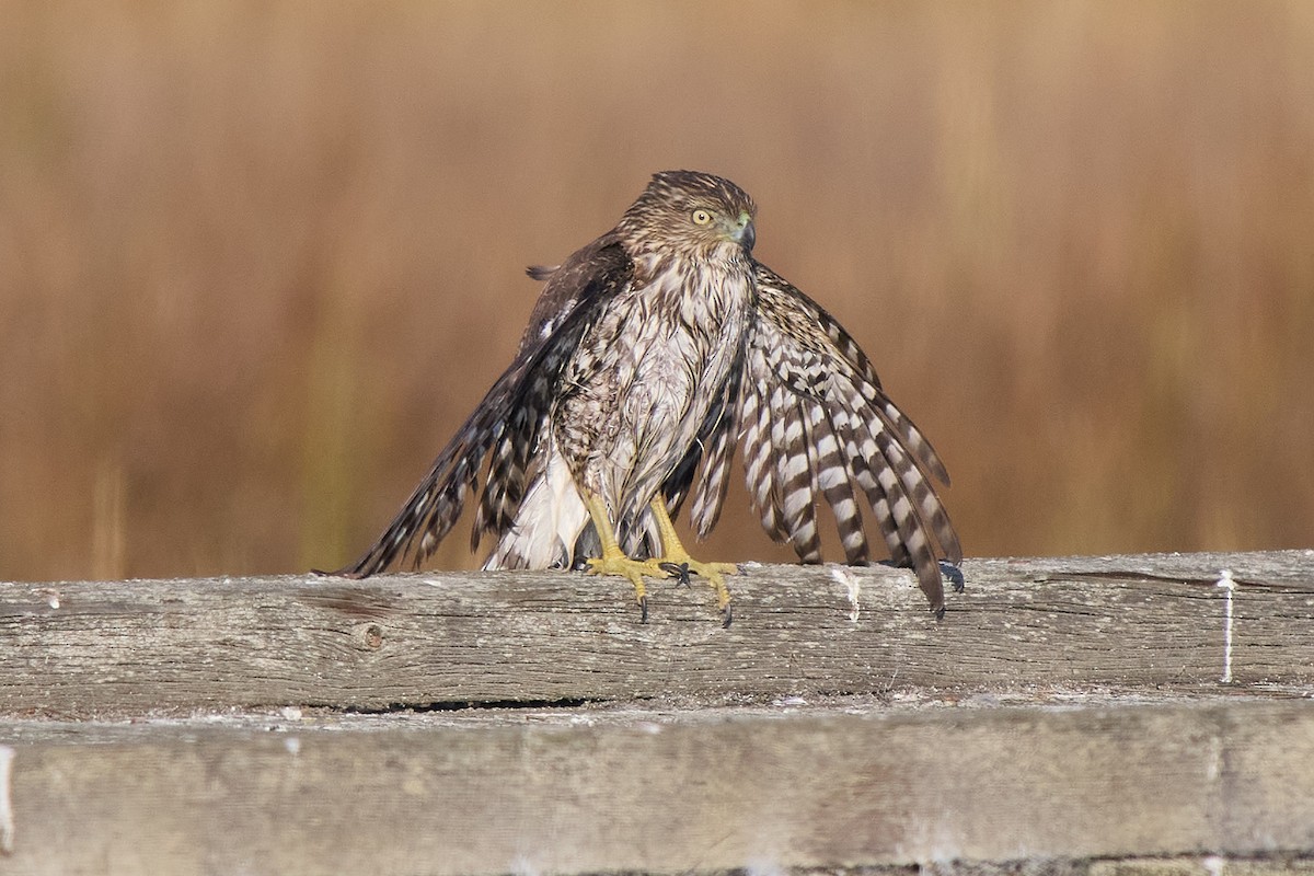 Cooper's Hawk - ML646373125