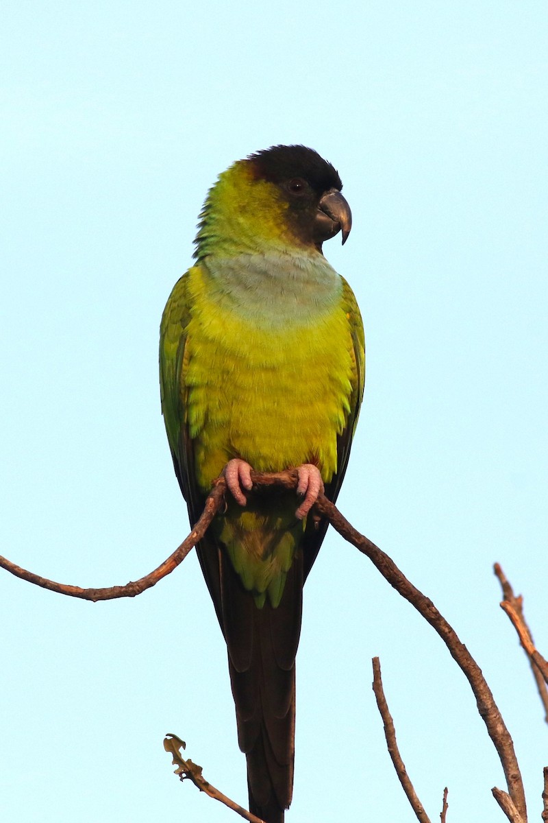 Nanday Parakeet - ML646373126