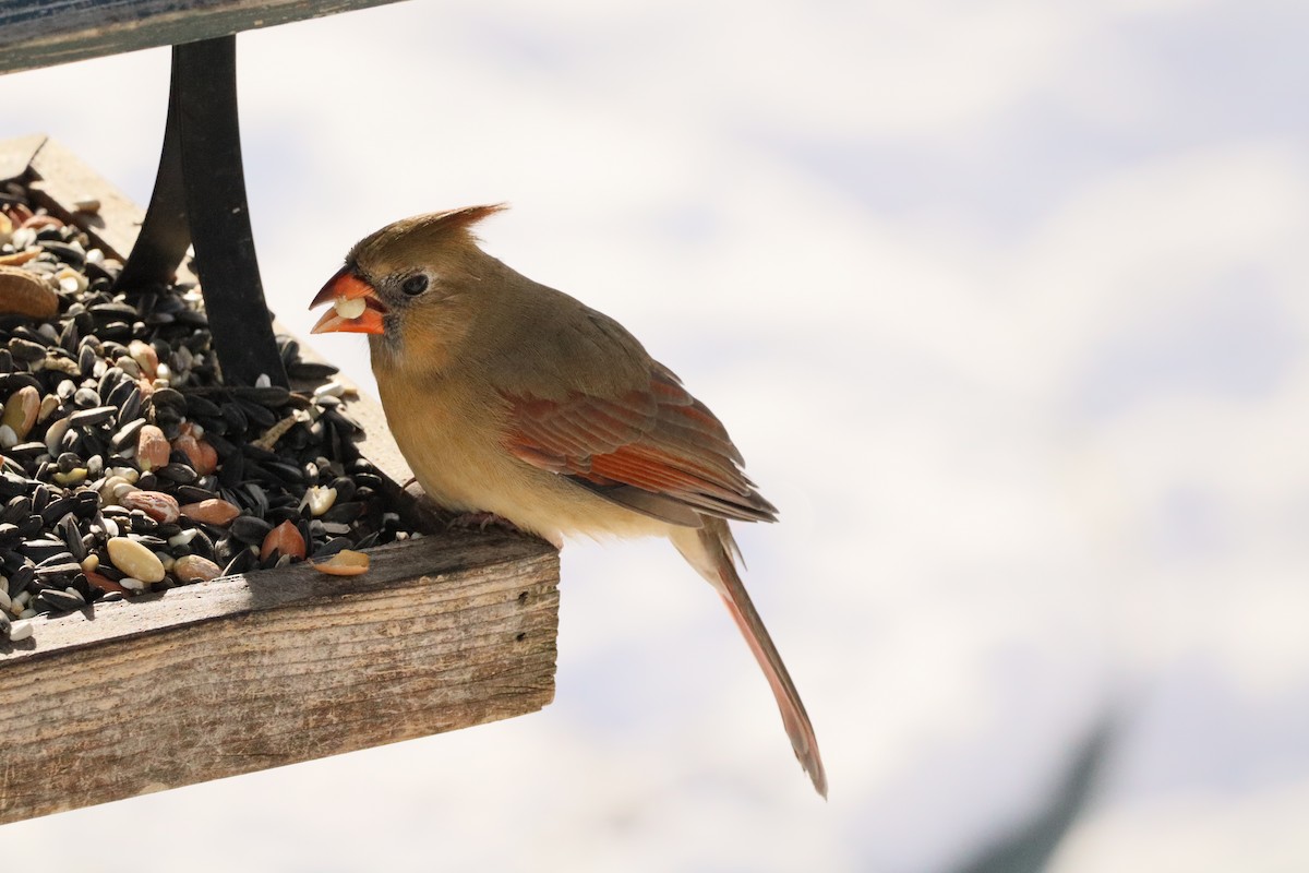 Northern Cardinal - ML646373128