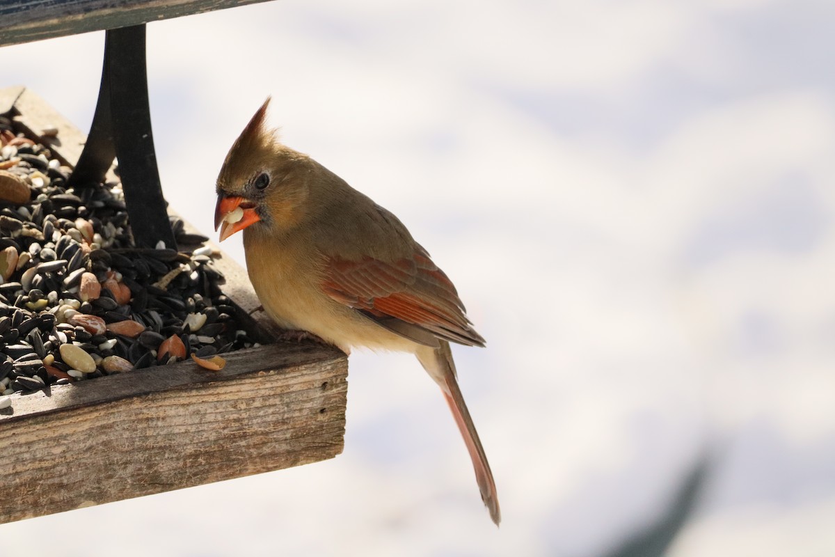 Northern Cardinal - ML646373129