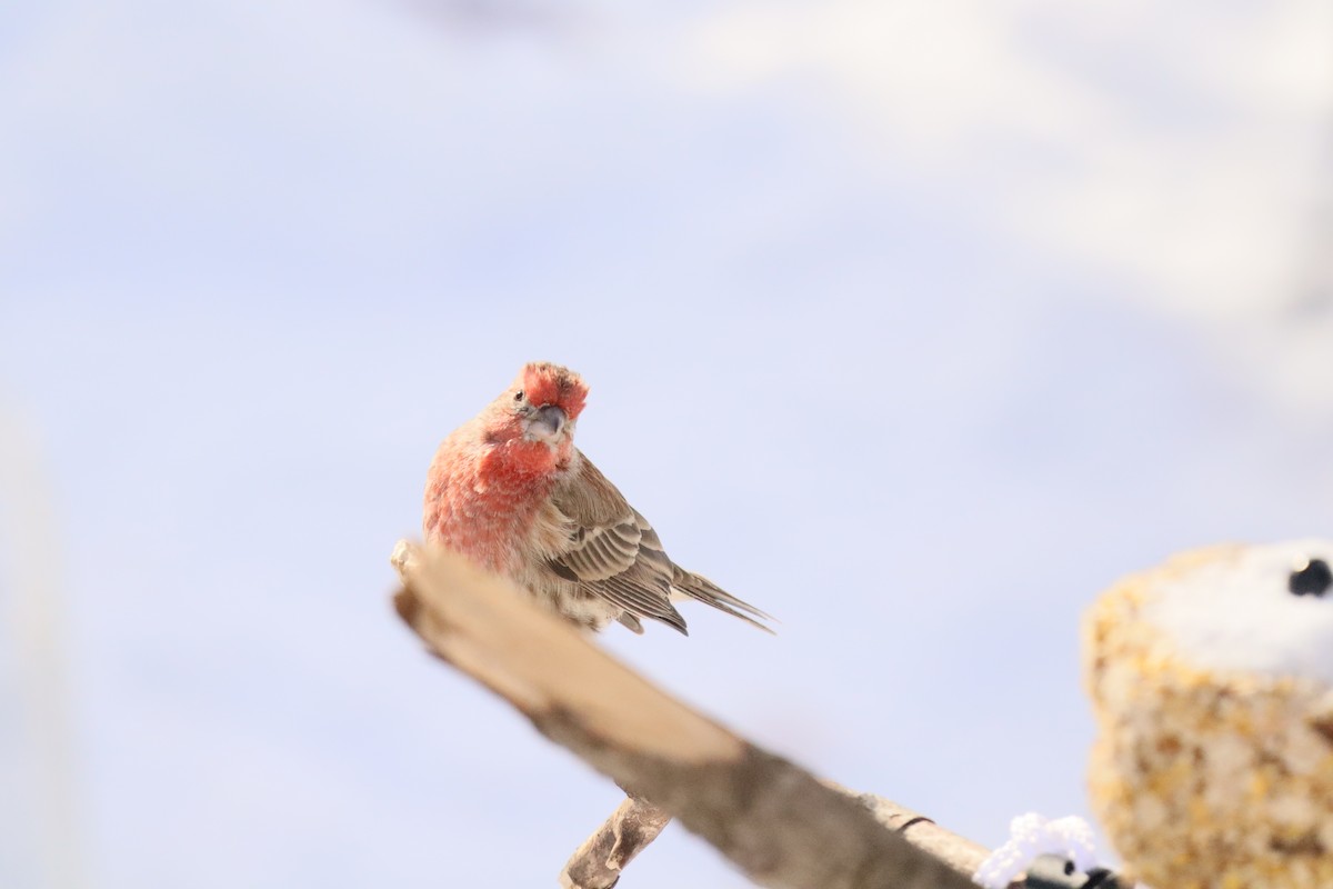 House Finch - ML646373131