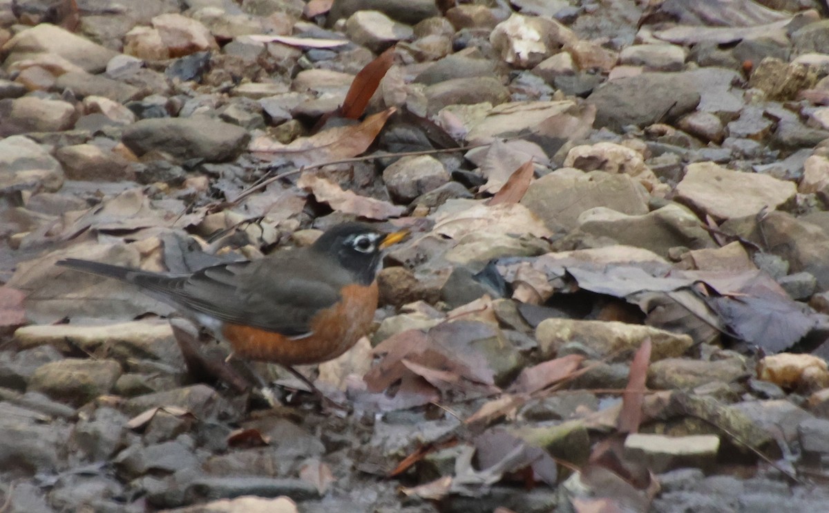 American Robin - ML646373133