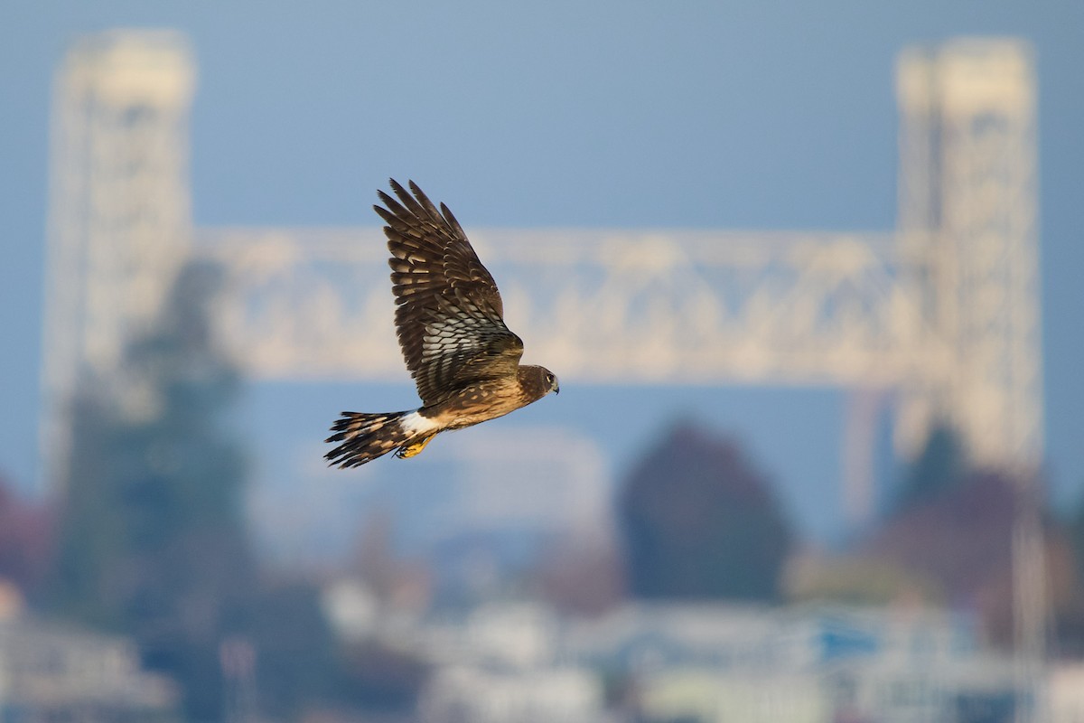 moták severoamerický - ML646373137